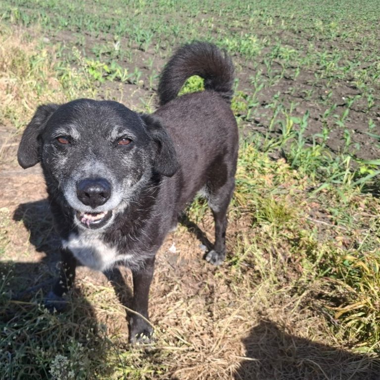 Blacky
