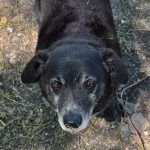 Porträt von Blacky, einem älteren schwarzen Mischlingshund aus Serbien. Blacky schaut freundlich in die Kamera.