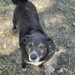 Porträt von Blacky, einem älteren schwarzen Mischlingshund aus Serbien. Blacky schaut freundlich in die Kamera.
