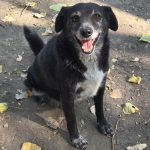 Porträt von Blacky, einem älteren schwarzen Mischlingshund aus Serbien. Blacky schaut freundlich in die Kamera.
