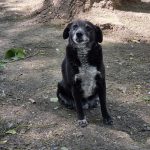 Porträt von Blacky, einem älteren schwarzen Mischlingshund aus Serbien. Blacky schaut freundlich in die Kamera.