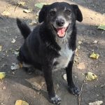Porträt von Blacky, einem älteren schwarzen Mischlingshund aus Serbien. Blacky schaut freundlich in die Kamera.