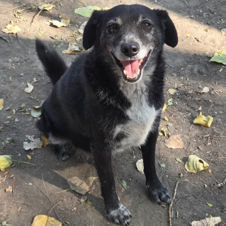 Porträt von Blacky, einem älteren schwarzen Mischlingshund aus Serbien. Blacky schaut freundlich in die Kamera.