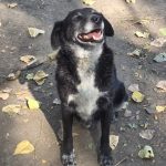 Seniorhund Blacky im Tierheim RISKA in Serbien