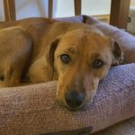 Tierschutzhündin Fay sucht ein Zuhause. Sie liegt im Körbchen und schaut die betrachtende Person direkt an.