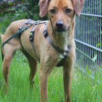 Tierschutzhündin Fay sucht ein Zuhause