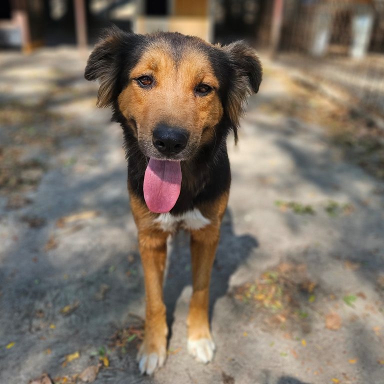 Elvis