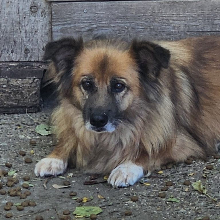 Max