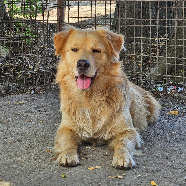 Meda