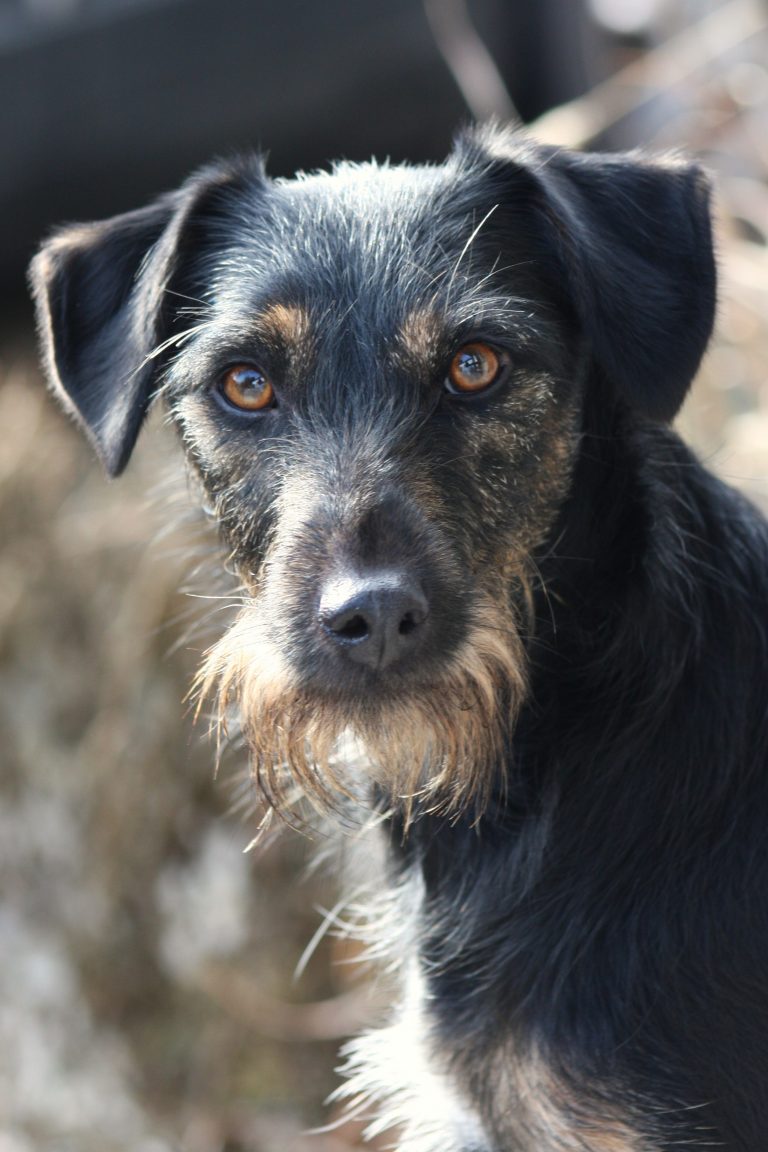 Caja *auf PS in Deutschland