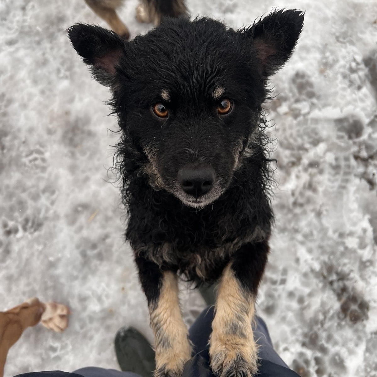 Simba *reserviert ❤️