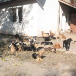 Hunde im Asyl Riska in Belgrad/Serbien liegen in der Sonne