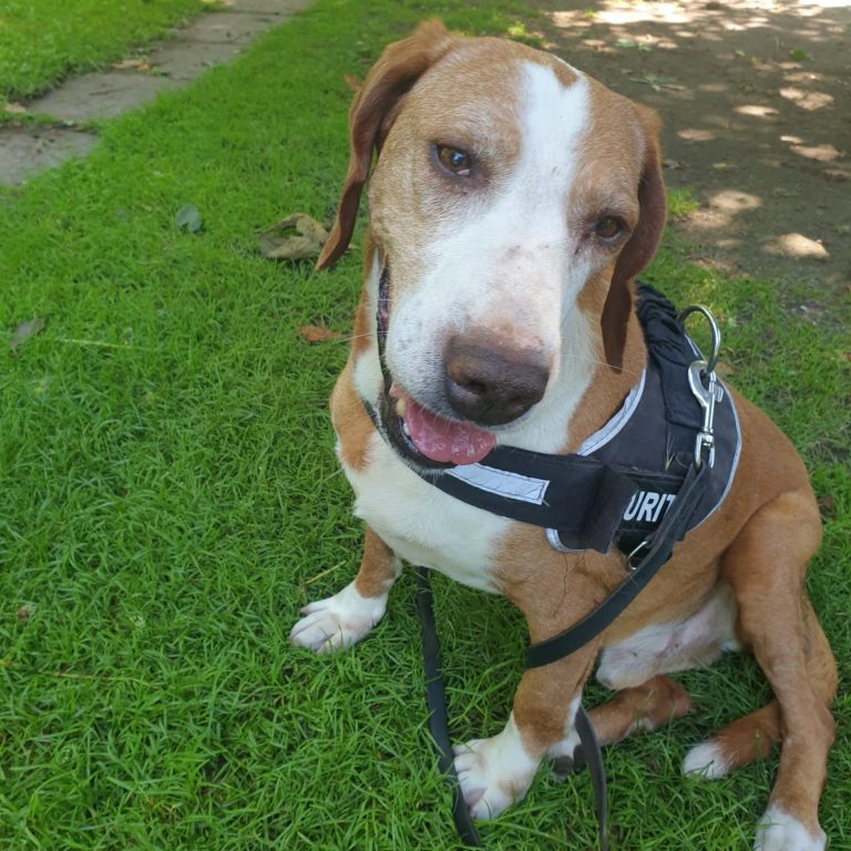 Braun-weißer Hund schaut freundlich in die Kamera