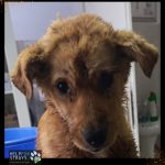 Die ausgesetzten Hunde