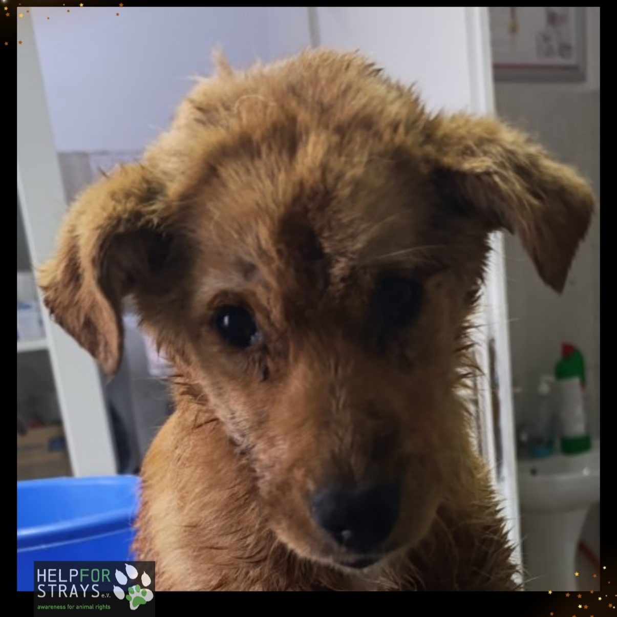 Die ausgesetzten Hunde