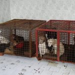 Die Hündinm Nina in der Tötung in Bor/Serbien zusammen mit anderen Straßenhunden in Käfigen