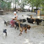 Das Asyl Riska in Belgrad/Serbien. Die alte Rada und viele der Bewohner des Tierheims.