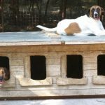 Zwei Hunde auf und in einer Hundehütte im asyl Riska, dem Tierheim in Belgrad/Serbien