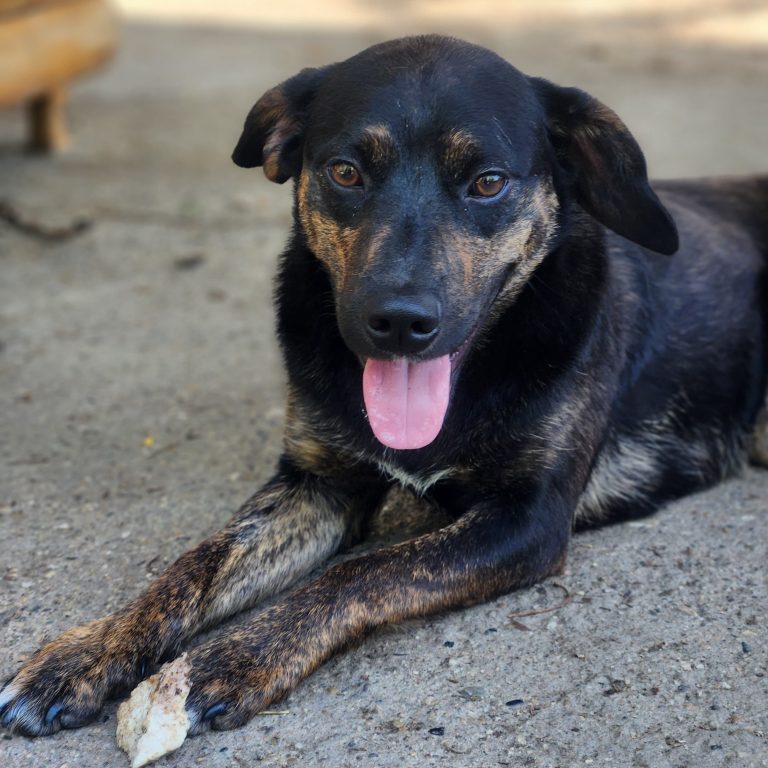 Ivy, dunkle Tierschutzhündin aus Serbien, liegt im Tierheim RISKA auf dem Erdboden.