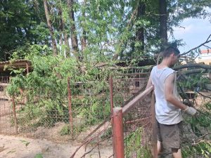Umgestürzter Baum auf den Hundeboxen im Tierheim in Serbien
