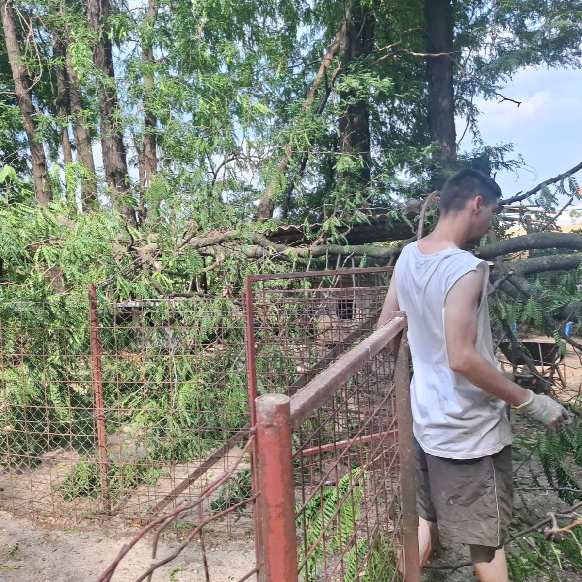 Umgestürzter Baum beschädigt Hundeboxen in unserem Tierheim RISKA in Serbien  🌳