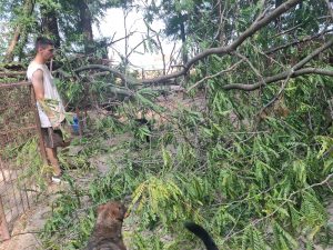 Umgestürzter Baum auf den Hundeboxen im Tierheim in Serbien