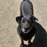 Schwarzer Hund aus dem Tierschutz im Tierheim Riska in Serbien. Er schaut in die Kamera.