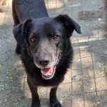 Schwarzer Hund aus dem Tierschutz im Tierheim Riska in Serbien. Er schaut in die Kamera.