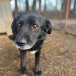 Schwarzer Hund aus dem Tierschutz im Tierheim Riska in Serbien. Er schaut in die Kamera.