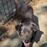 Schwarzer Hund aus dem Tierschutz im Tierheim Riska in Serbien. Er schaut in die Kamera.