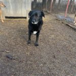 Schwarzer Hund aus dem Tierschutz im Tierheim Riska in Serbien. Er schaut in die Kamera.