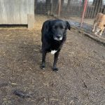 Schwarzer Hund aus dem Tierschutz im Tierheim Riska in Serbien. Er schaut in die Kamera.