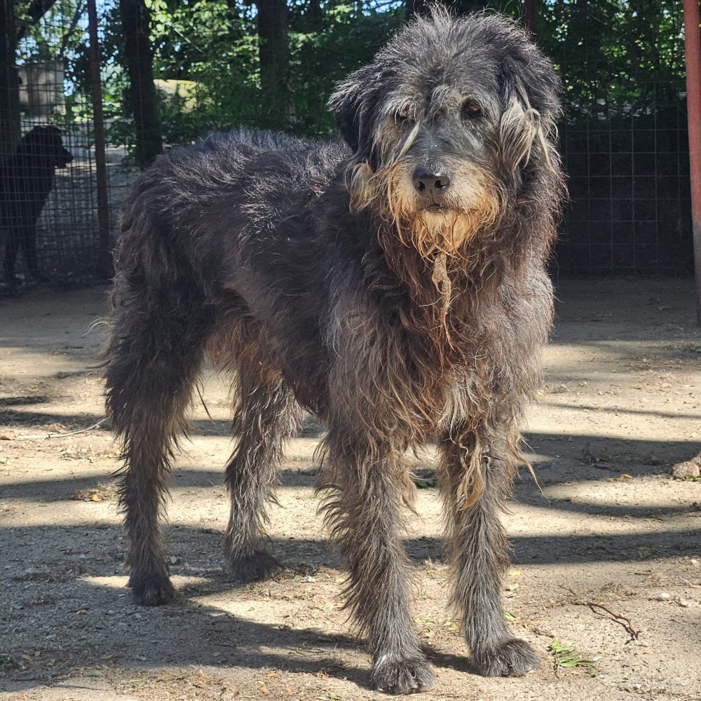 #Kia #Olli (10)-edit-20260330181951